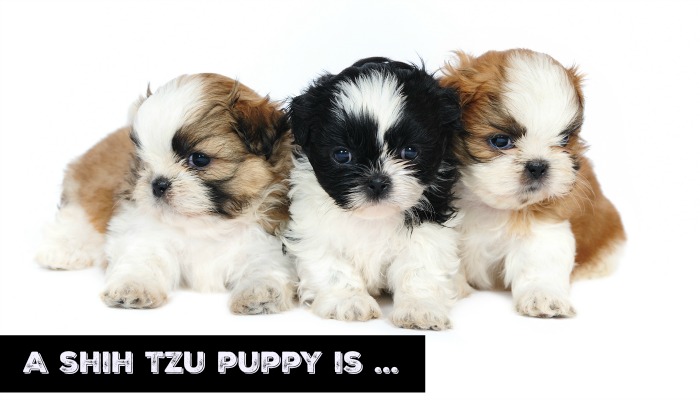 cute tri colour pups
